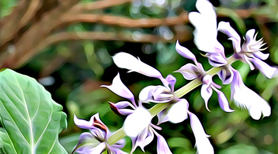 Salvia divinorum – La planta subestimada