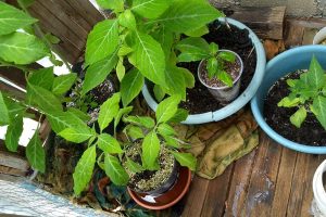 10 preguntas a un cultivador experto de Salvia divinorum